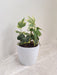 Variegated English Ivy plant in white pot for office