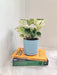 Lush Marble Money Plant suitable for corporate gifting