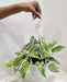 Best-selling Money Plant Marble with white hanging hook for Indian homes.