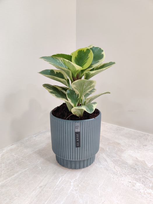 Variegated Peperomia plant in gray pot for desk