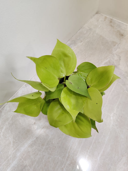 Philodendron Brasil with Golden and Green Leaves
