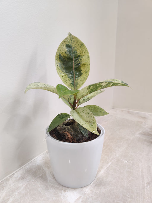 Variegated Rubber Plant in White Pot for Corporate Gift