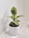 Variegated Rubber Plant in White Pot for Corporate Gift