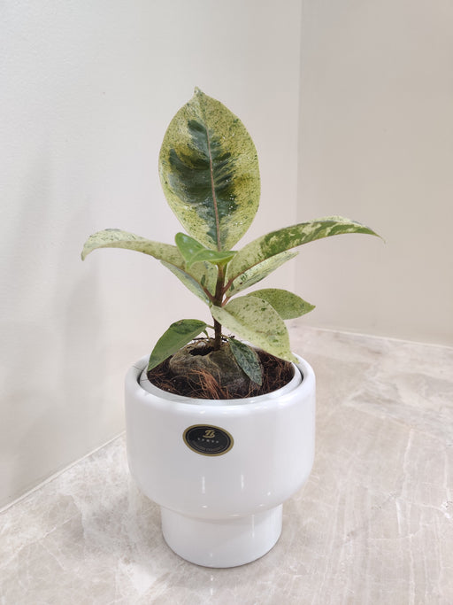 Variegated Rubber Plant in White Ceramic Pot for Corporate Gifting