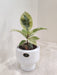 Variegated Rubber Plant in White Ceramic Pot for Corporate Gifting
