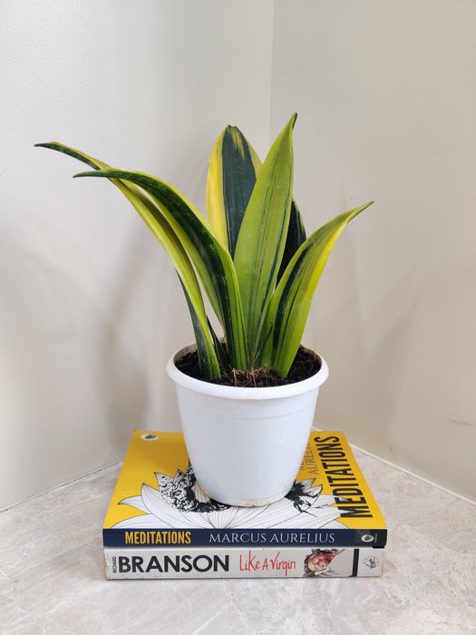 Indoor giant Sansevieria for easy-care greenery