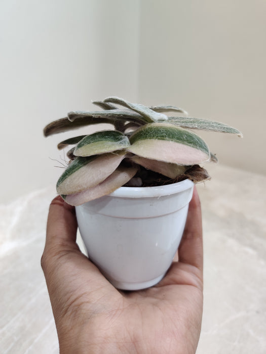 Hardy-Tradescantia-Sillamontana-Decorative-Plant