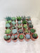 Succulent Mix for Home and Office Decor