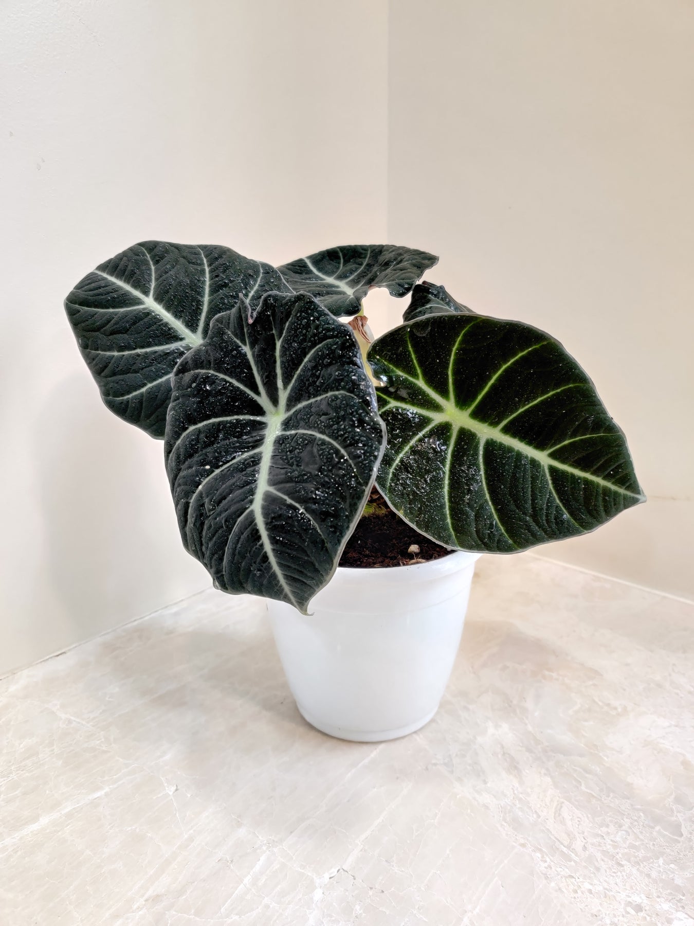 Alocasia Plants