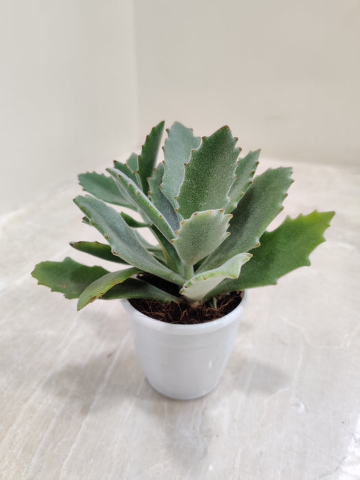 Kalanchoe-Behartii-Velvet-Indoor-Succulent
