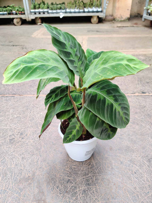 calathea-warscewiczii-velvet-leaf-plant