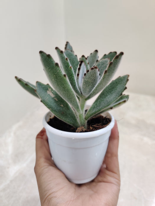 Kalanchoe Tomentosa for Indoor Elegance
