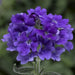 Verbena Tuscany Blue Flower seeds