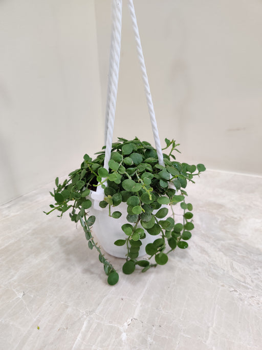 Lush Dischidia Nummularia Plant in Hanging Pot for Indoor Deco