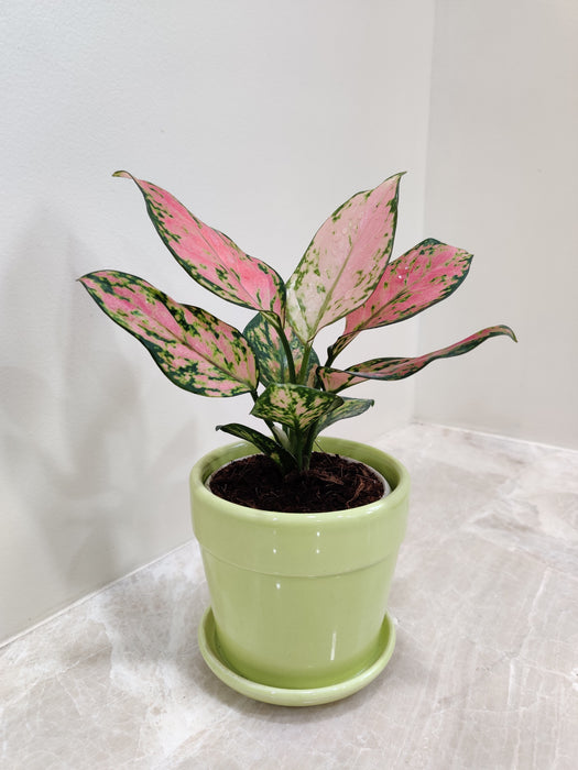 Close-up of bright pink Aglaonema leaves