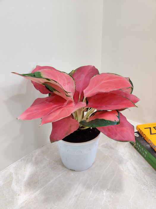 aglaonema red china Buy Aglaonema China Red Plant Online in India – ChhajedGarden.com