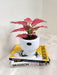 Red and green Aglaonema plant in a white ceramic pot for businesses