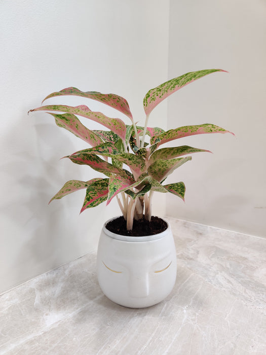 Low Maintenance Aglaonema Firework for Office Spaces