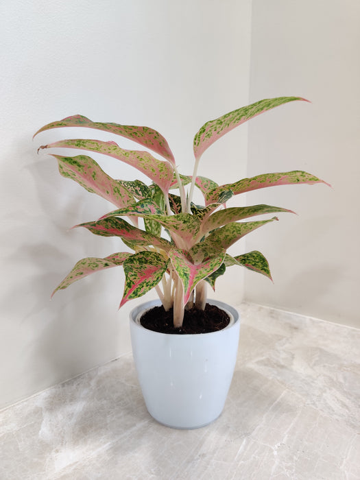Vibrant Aglaonema Firework, perfect for corporate gifting