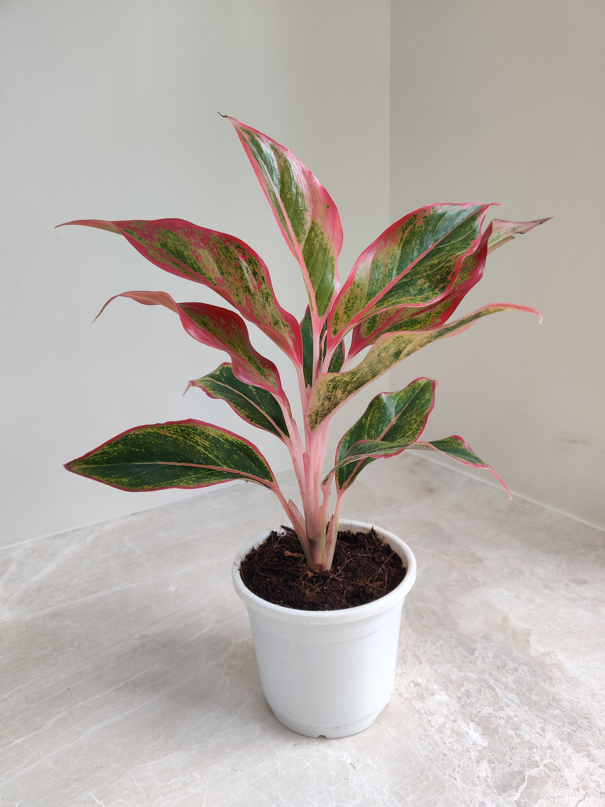 aglaonema ghost lipstick Exotic Aglaonema Lipstick Red Plant