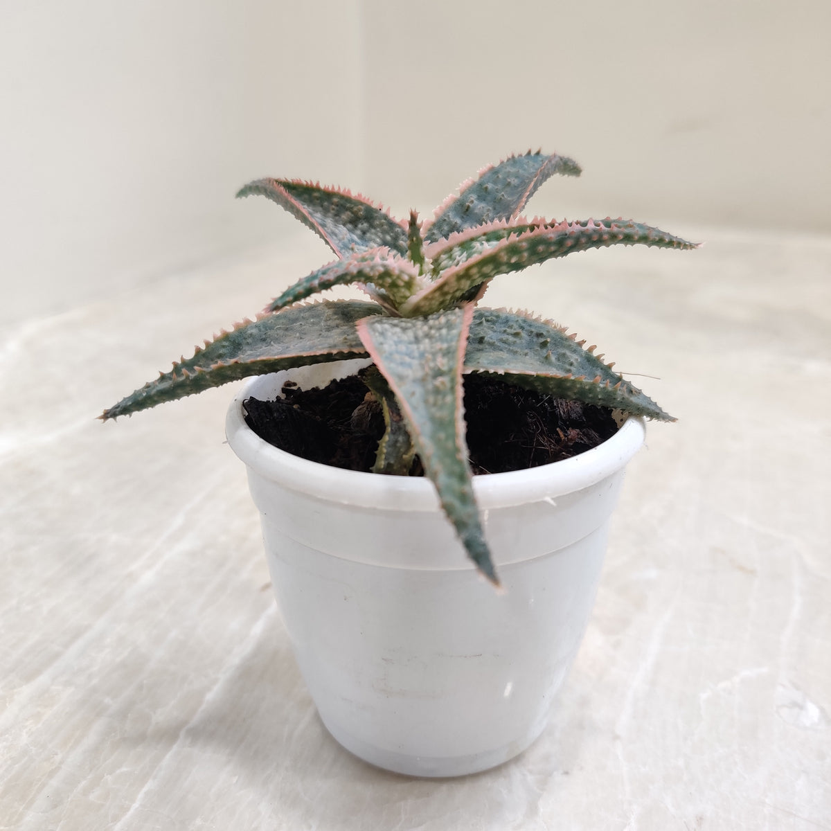 Aloe Zebrina Dannyz Succulent - Vibrant & Easy-Care Plant   ChhajedGarden.com