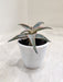 Vibrant Aloe Zebrina Dannyz Succulent for Indoors