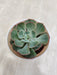 Resilient Succulent Plant Perfect for Offices