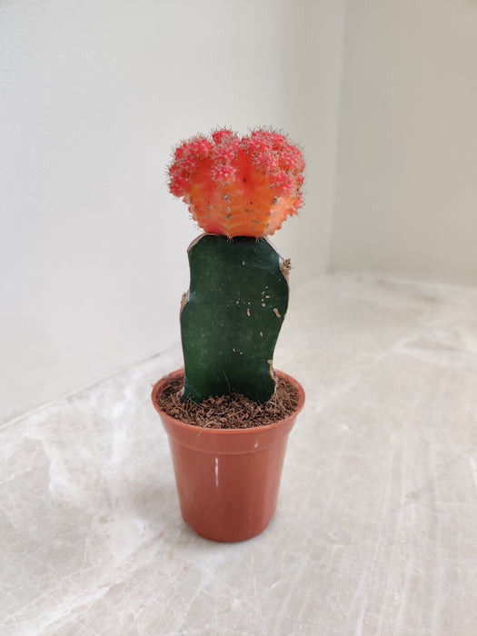 Small Vibrant Orange Moon Cactus Ideal for Indoor Decor