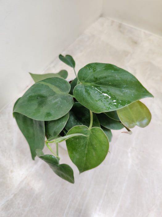Vibrant Green Philodendron Scandens
