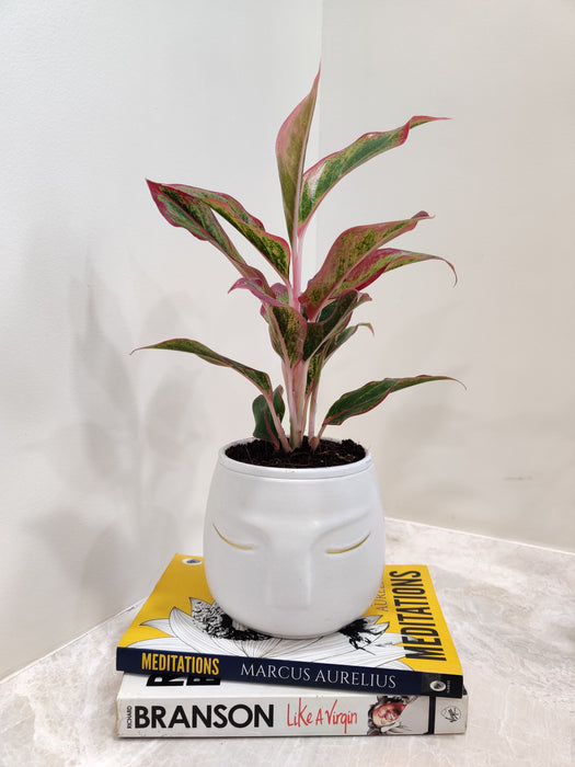 Air-Purifying Indoor Aglaonema Lipstick Plant