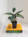 Ambient Calathea Beauty Star for Indoor home decor