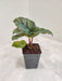 Calathea Rose Apple with lush green leaves in an 8.5 cm pot.