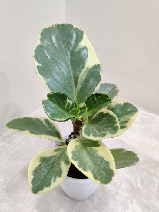 Vibrant Green and Yellow Peperomia for Home Decor