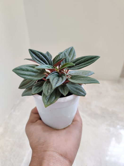 Compact and Lush Peperomia 'Rossa' for Desks