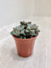 Sedum Commixtum Small Indoor Succulent in Pot