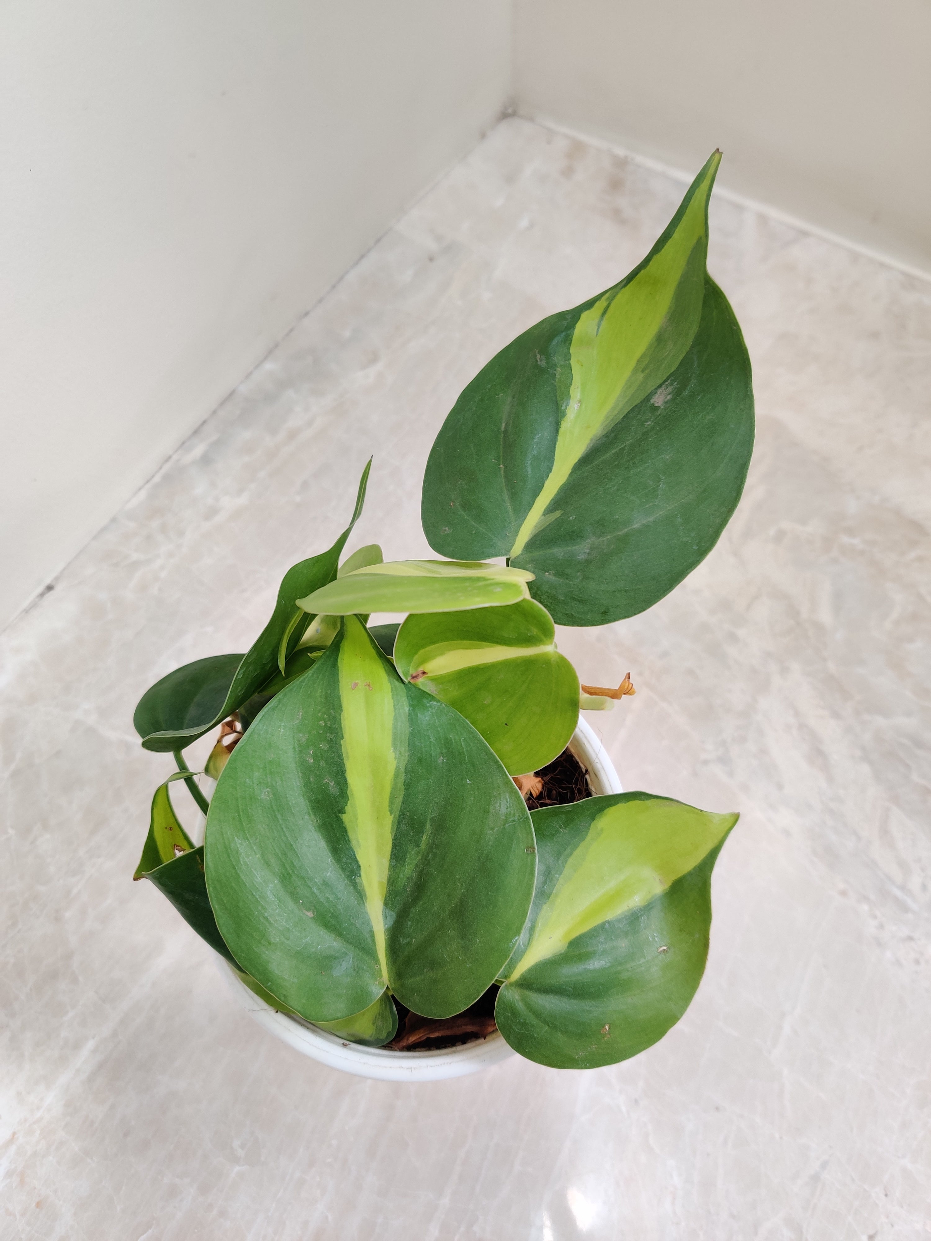 philodendron brasil online india Shop Philodendron Brasil Plant Online India – ChhajedGarden.com
