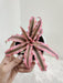 Cryptanthus Pink Starlite for vibrant interiors