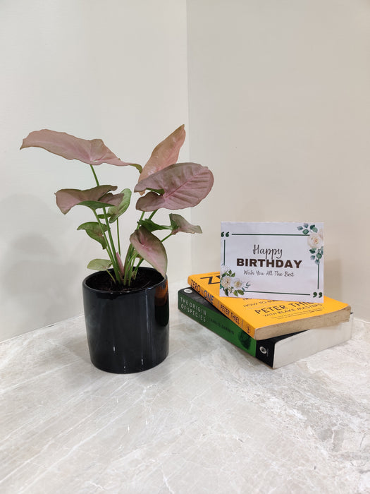 Vibrant detail of Pink Syngonium leaf.