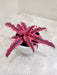 Cryptanthus Red Star in modern pot