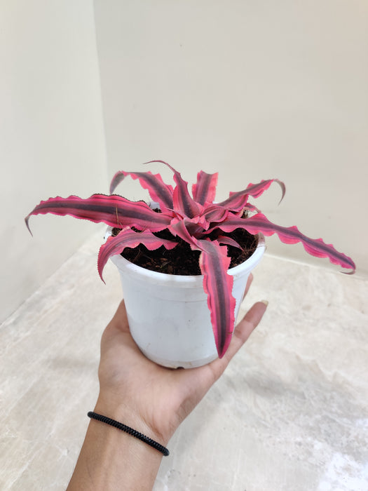 Small pot Red Star Cryptanthus on display