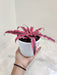 Small pot Red Star Cryptanthus on display