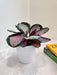 Calathea Roseopicta Rosy with vibrant pink and green leaves