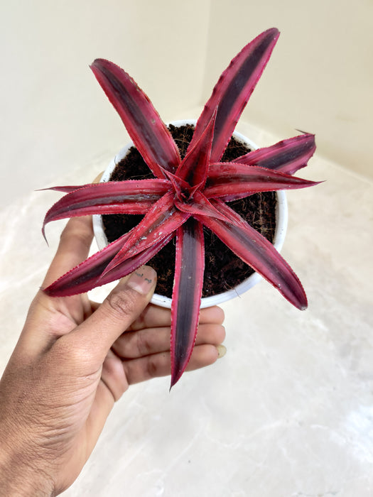 10cm Ruby Cryptanthus indoor plant