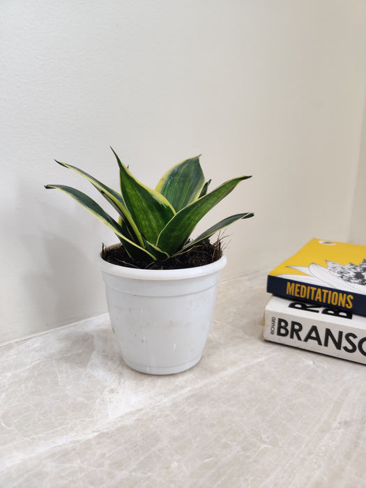 Decorative Striped Sansevieria Indoor Plant