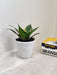 Decorative Striped Sansevieria Indoor Plant