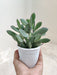 Senecio-Crassisimus-Lush-Green-Indoor-Succulent