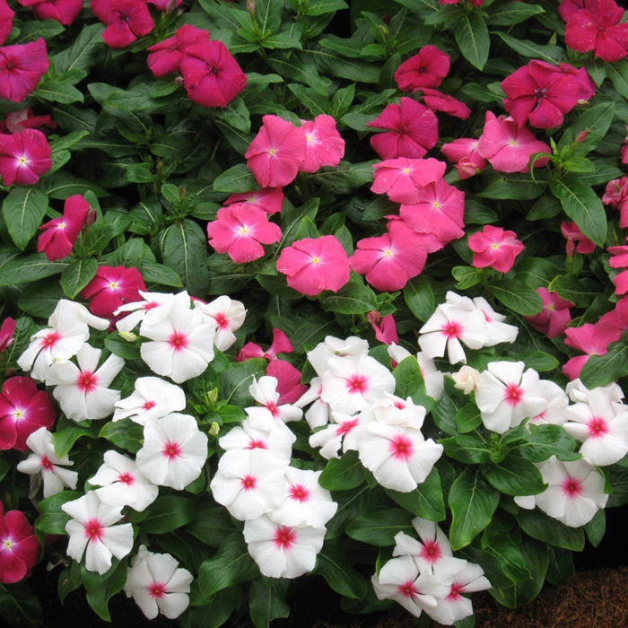 Vinca Victory Mix Flower Seeds