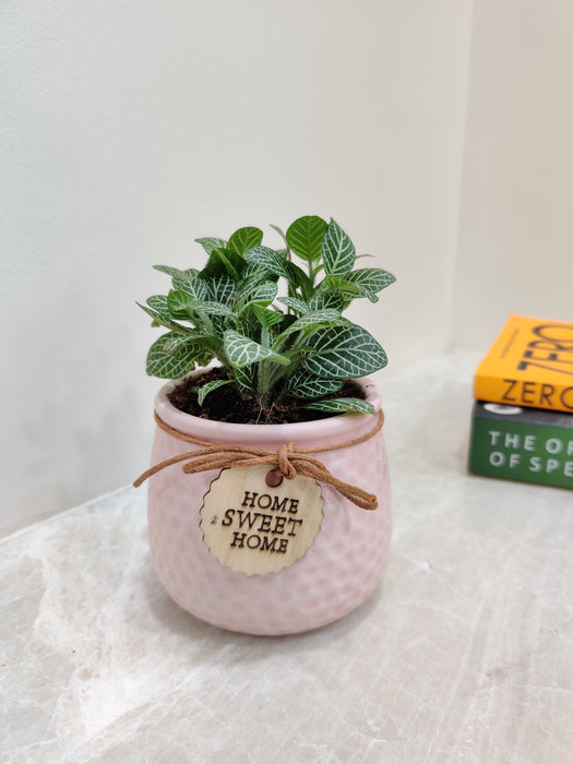 Sustainable office gift green Fittonia with positive energy.