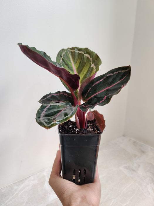 Compact Air-Purifying Indoor Plant
