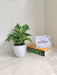 Corporate Gift Green Money Plant